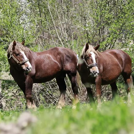 Lägenhet Love Suite *