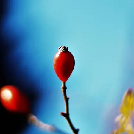 Love Suite Apartment *